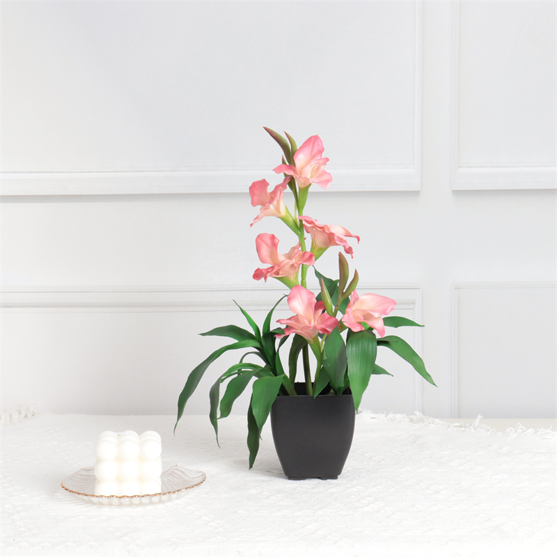 Ginger Flower Bonsai 31l2