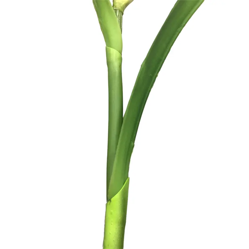 Leading Rubber Tuberose 6059-1 (1)7do