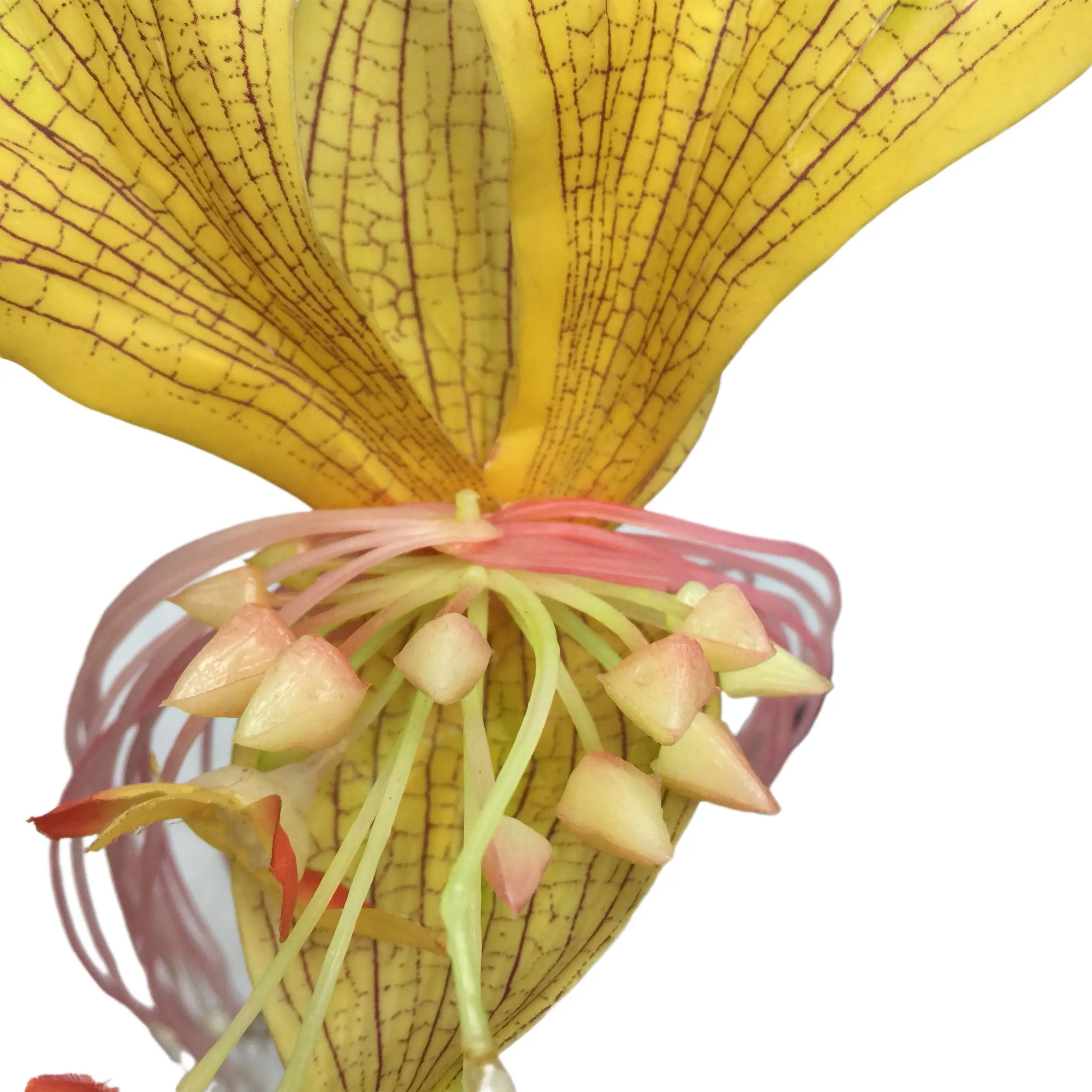 Fortune Cat Flower Manufacturing Waterproof Natural Simulation Flowers