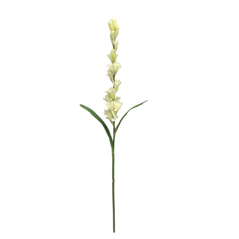 Leading Rubber Tuberose Manufacturer