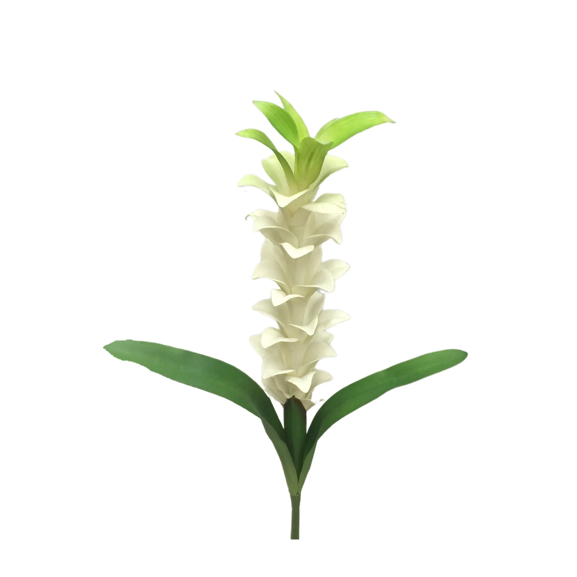 Expert Manufacturers of Natural Simulation Torchflower