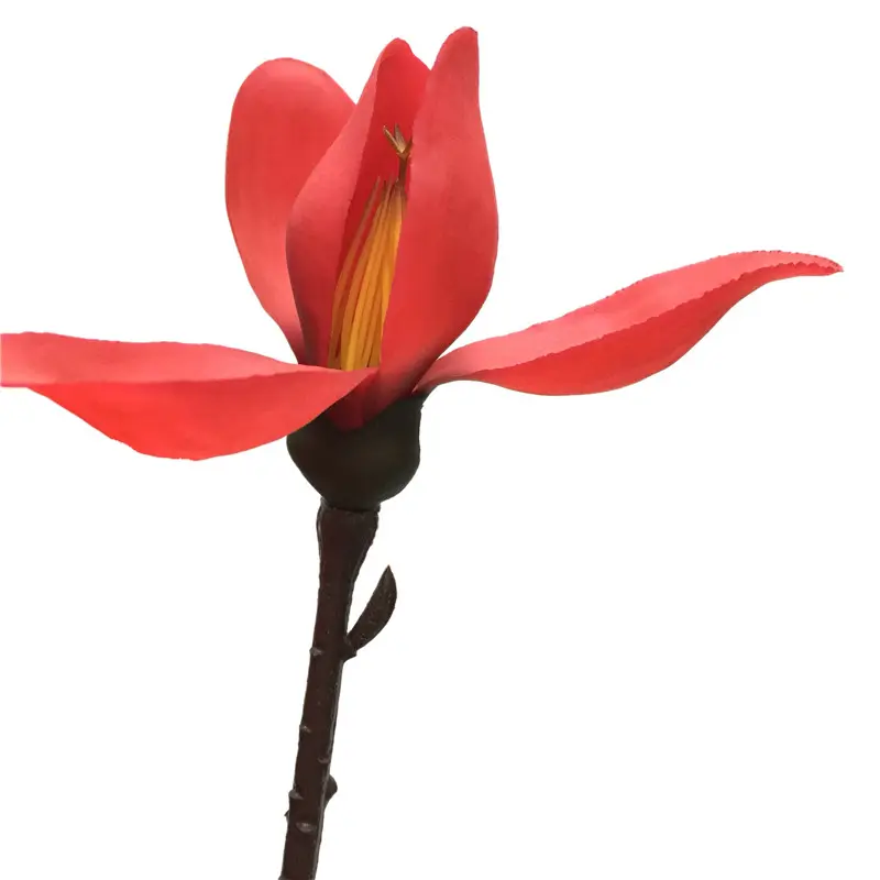 Direct Simulated Magnolia 6056 (3)t5b