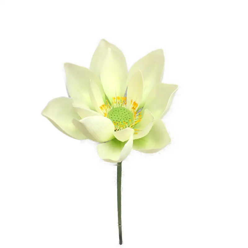 Lotus Flower Supplier for OEM214wlw