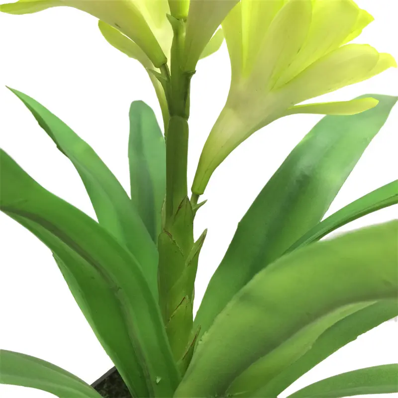 Leading Rubber Tuberose 6279 (1)jyf