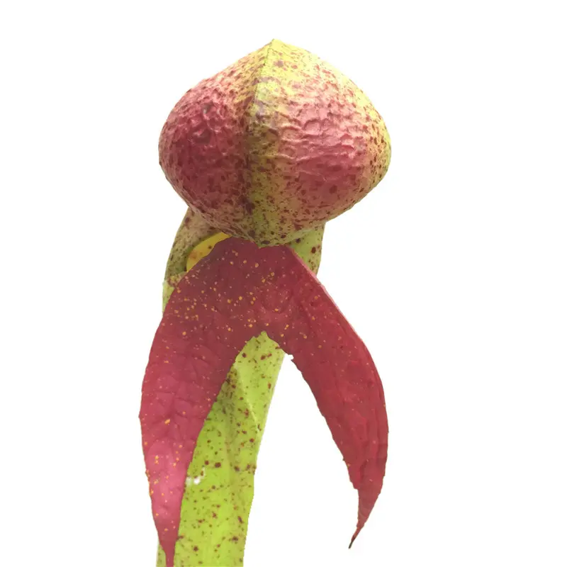 Factory-Direct Artificial Snakehead Orchids