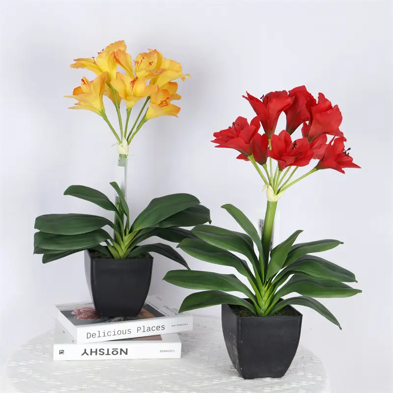 High-Quality Clivia miniata Bonsai for Factories-product