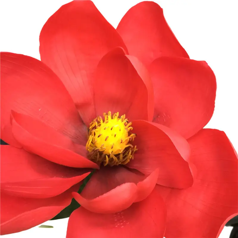 Direct Simulated Magnolia 34 (1)kmi