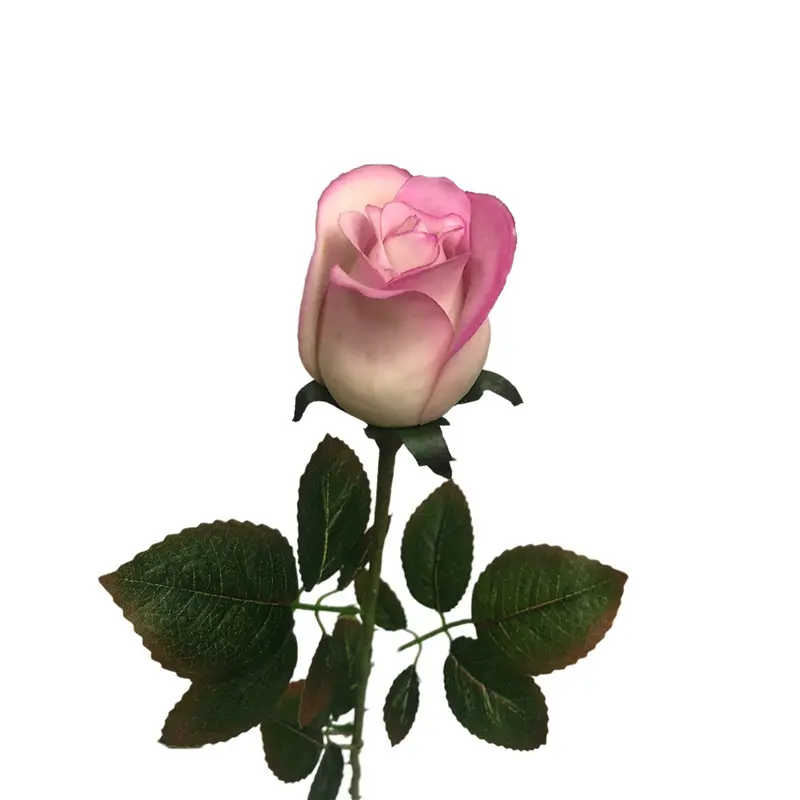 Premium Faux Roses02ks6