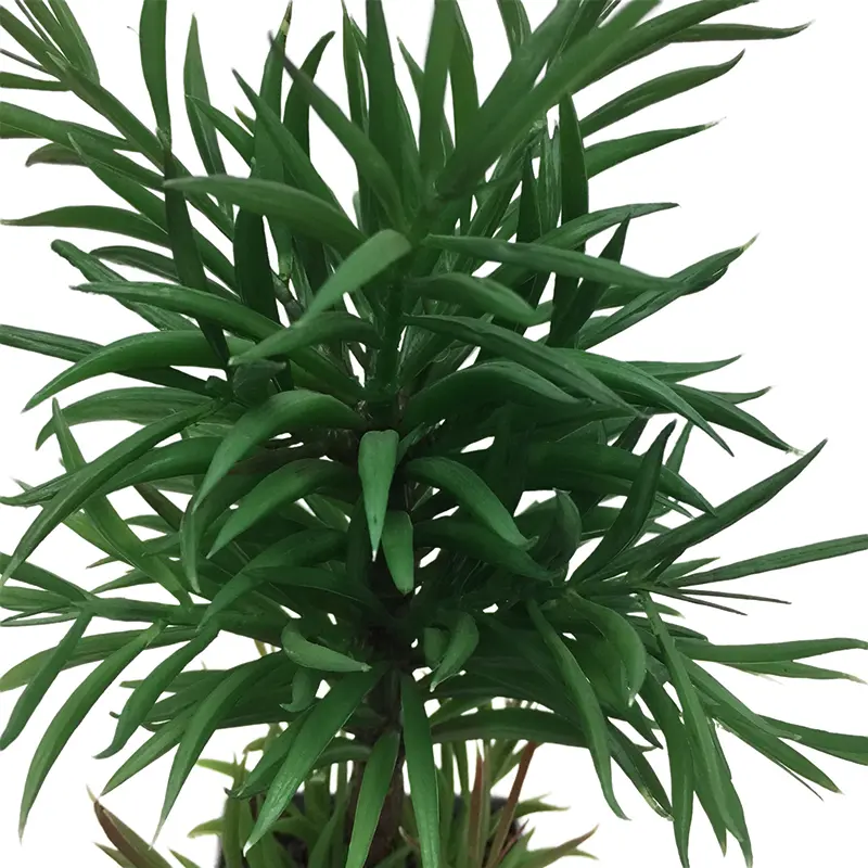 Natural Simulation Podocarpus Manufacturer