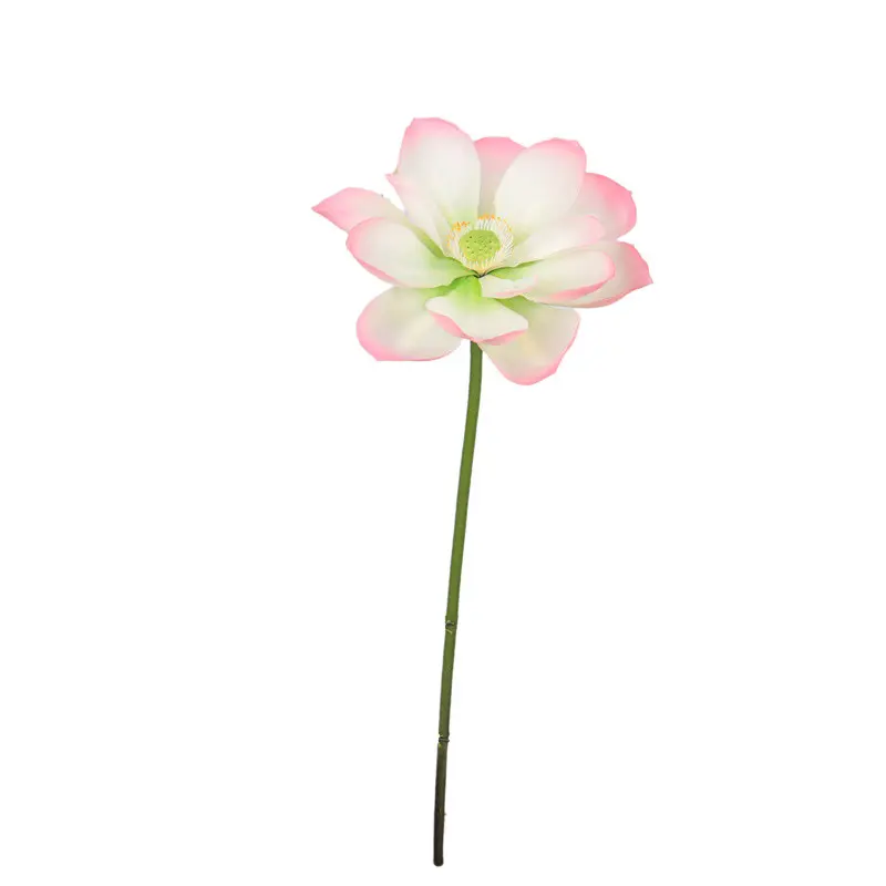 Lotus Flower Supplier for OEM
