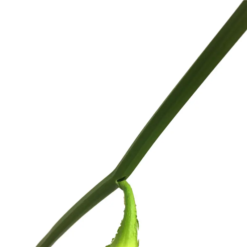 Simulated Bitter Melon 2 (1)xh1