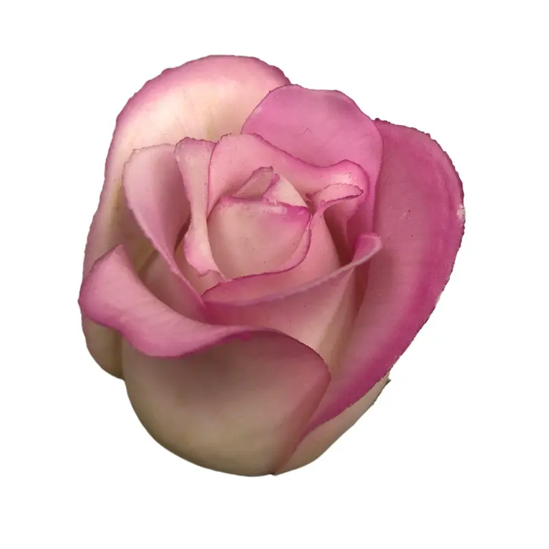Premium Faux Roses016nq