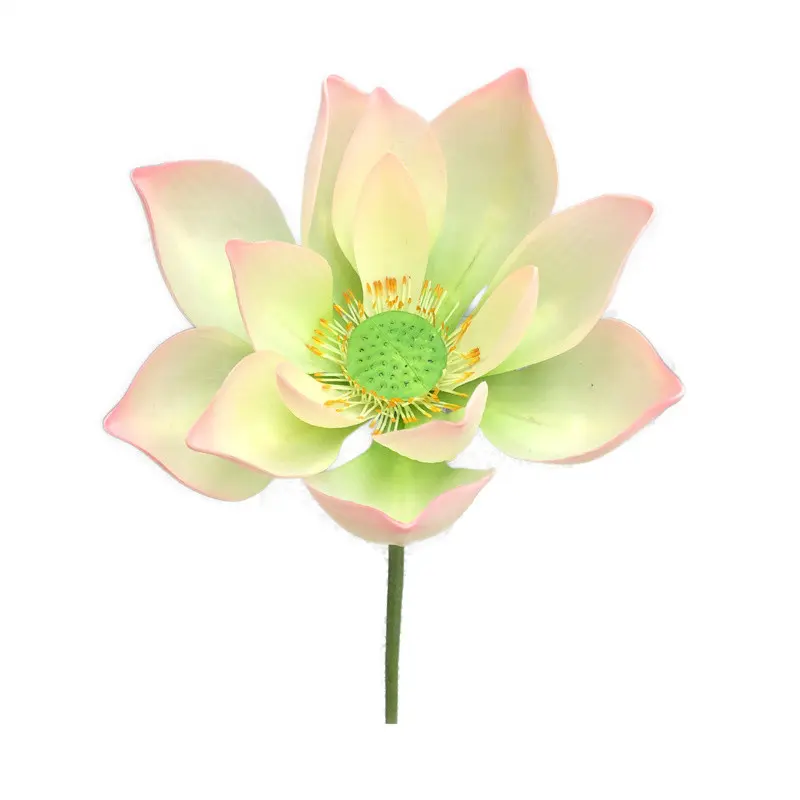 Lotus Flower Supplier for OEM210jrq