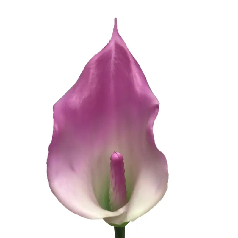 Manufacturers of Non-Fading Calla Lily Bonsai with Natural Simulation032b1