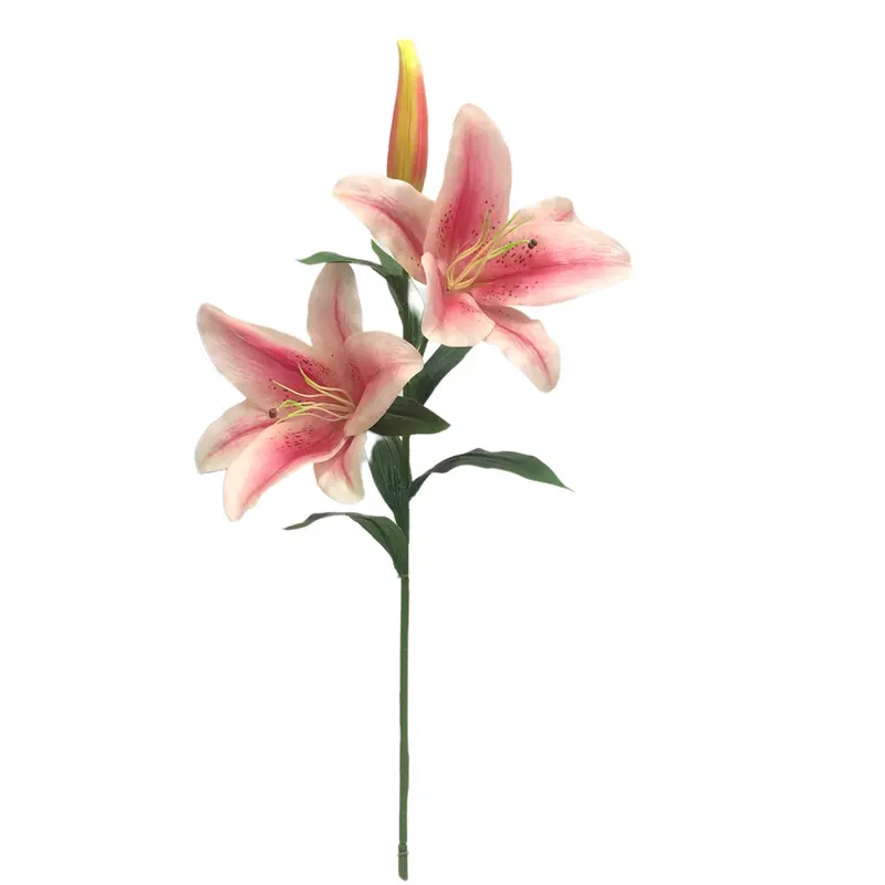 Manufacturer and Supplier of Tiger Orchids