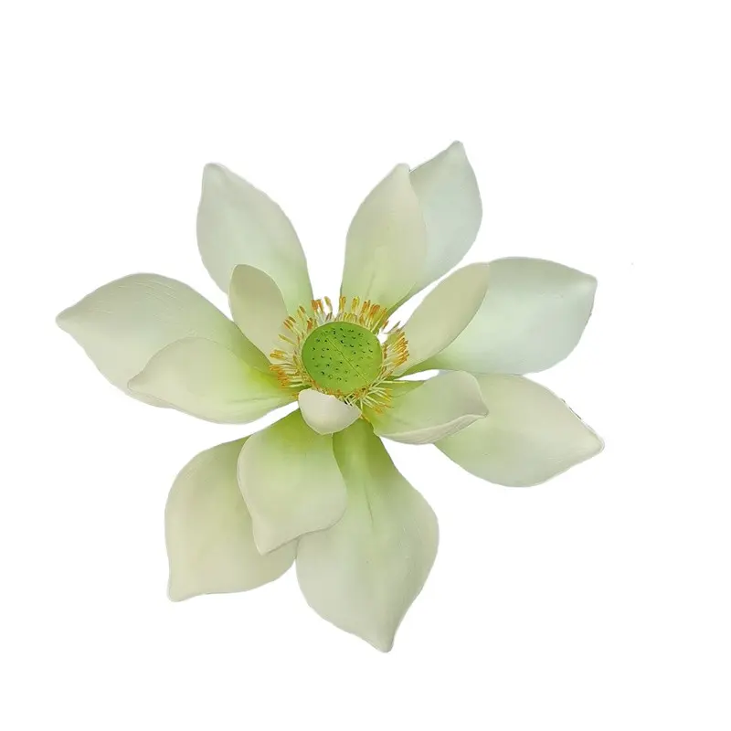 Lotus Flower Supplier for OEM211k2i