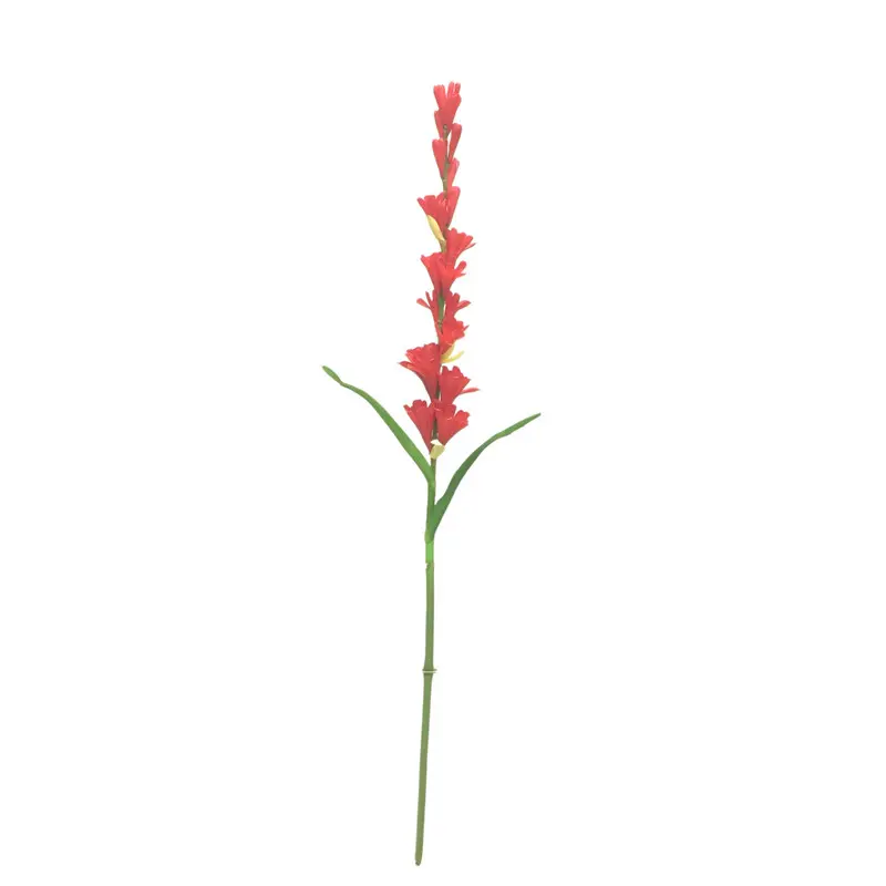 Leading Rubber Tuberose Manufacturer
