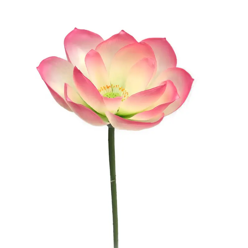 Lotus Flower Supplier for OEM205w7z
