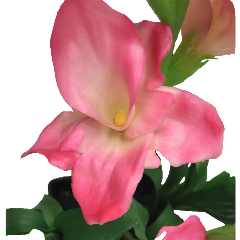 Ginger Flower Bonsai11 (2)2mc
