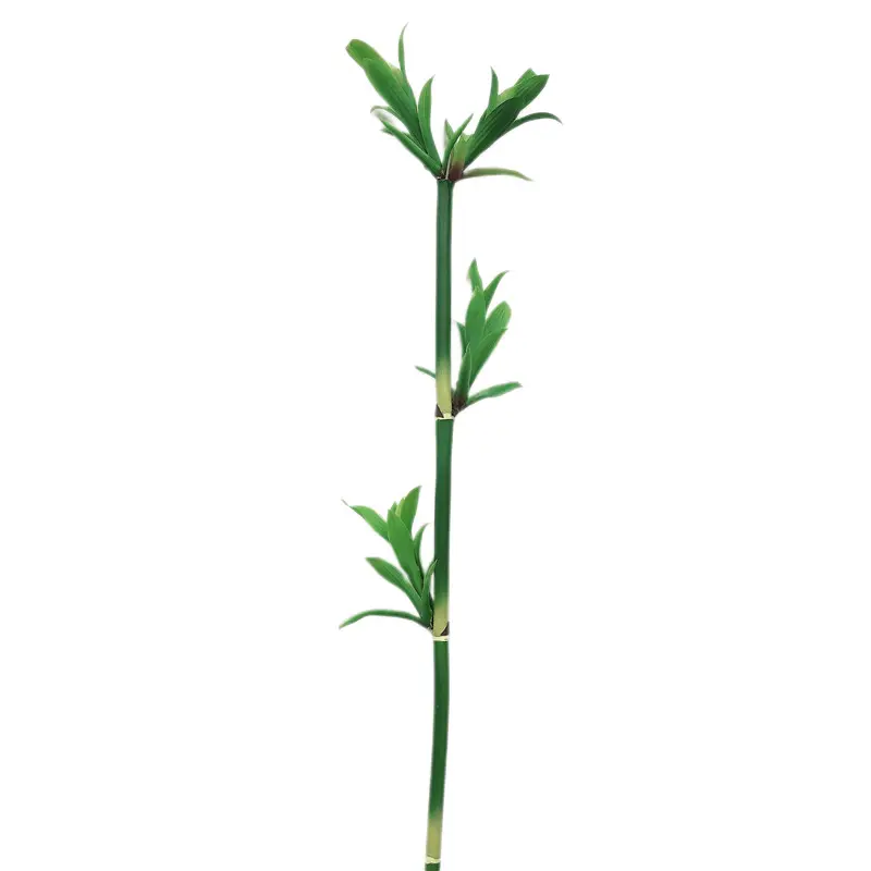 Simulated Bamboo 2148-11 (11)uuh