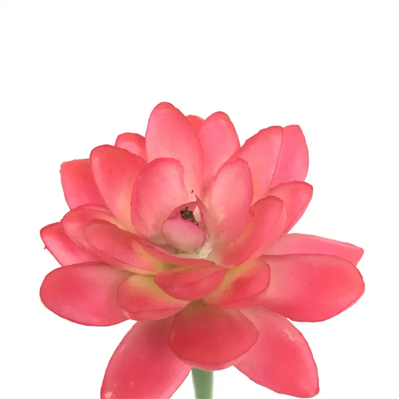 Simulation Snow Lotus（2092） (4)sar