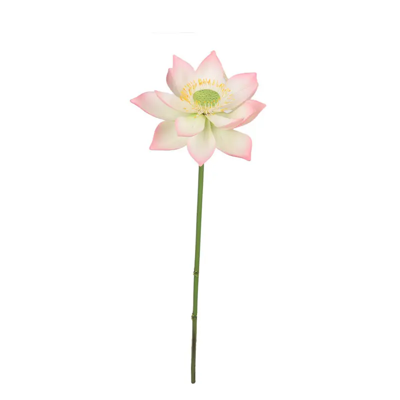 Lotus Flower Supplier for OEM