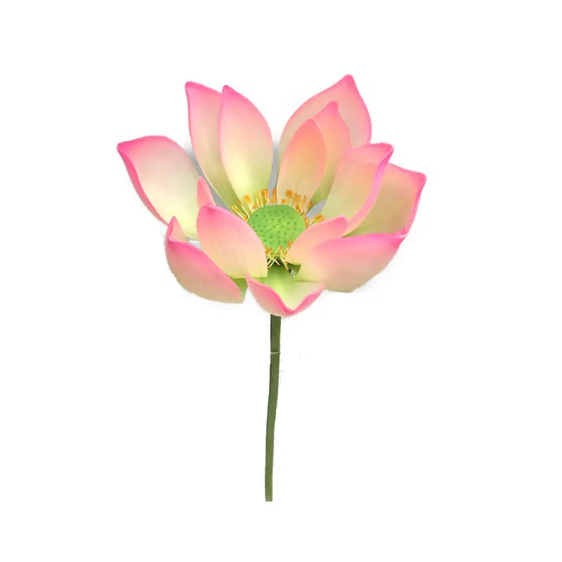 Lotus Flower Supplier for OEM213ega