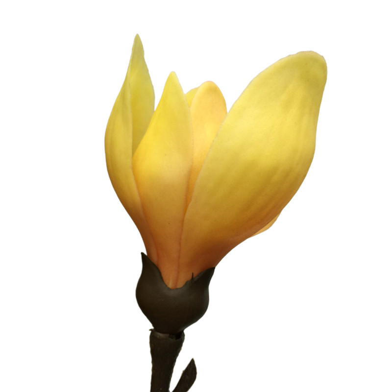Direct Simulated Magnolia 6056 (2)ydd