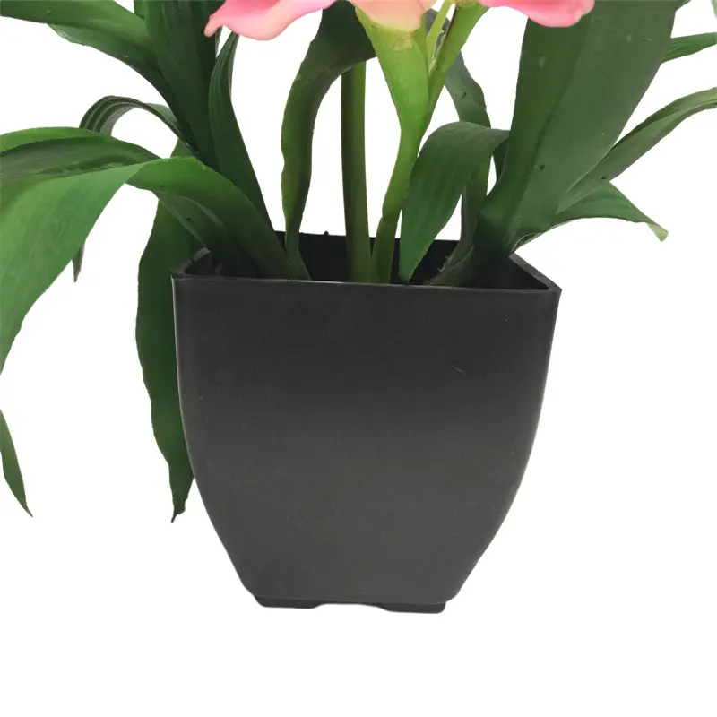 Ginger Flower Bonsai11 (3)iof