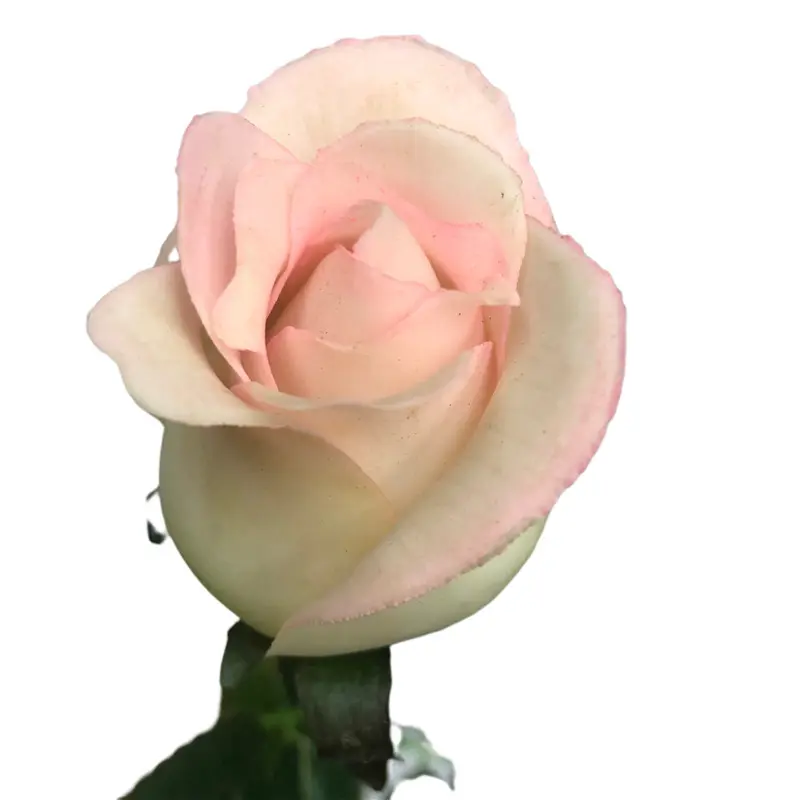 Premium Faux Roses03uq4
