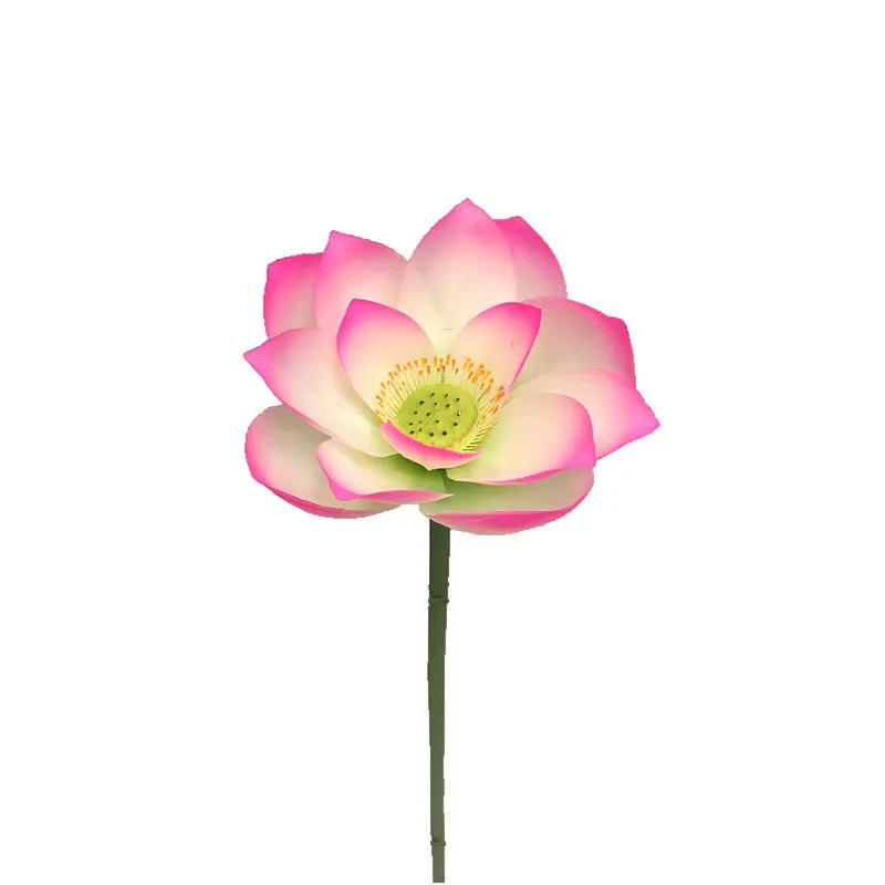Lotus Flower Supplier for OEM208m6g