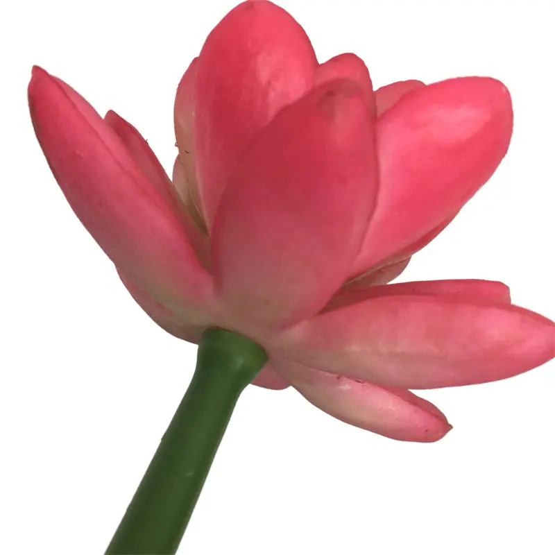 Simulation Snow Lotus（2092） (3)j8l
