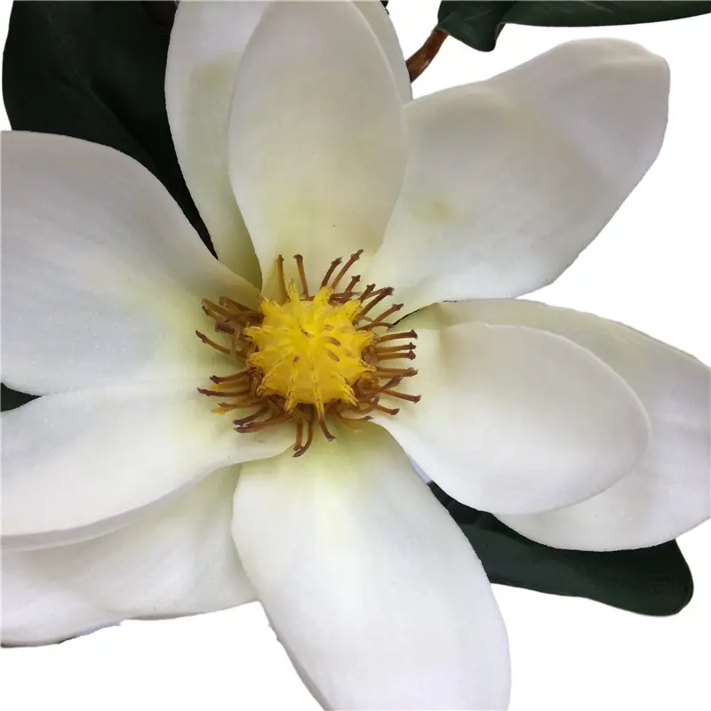 Direct Simulated Magnolia 60561prb