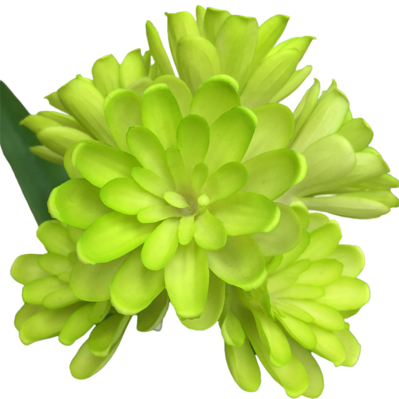 Leading Rubber Tuberose 6279 (2)5oq