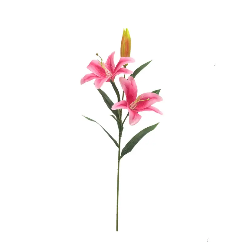 Manufacturer and Supplier of Tiger Orchids