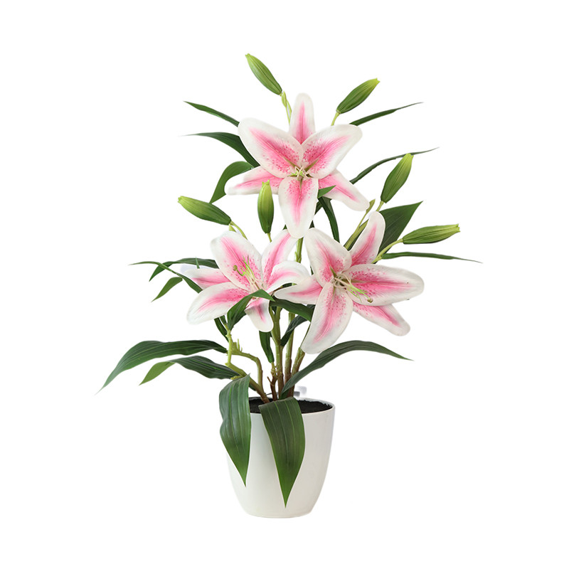 Manufacturer and Supplier of Tiger Orchids