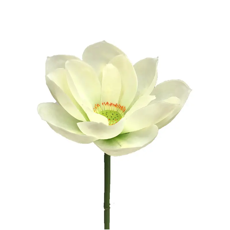 Lotus Flower Supplier for OEM202occ