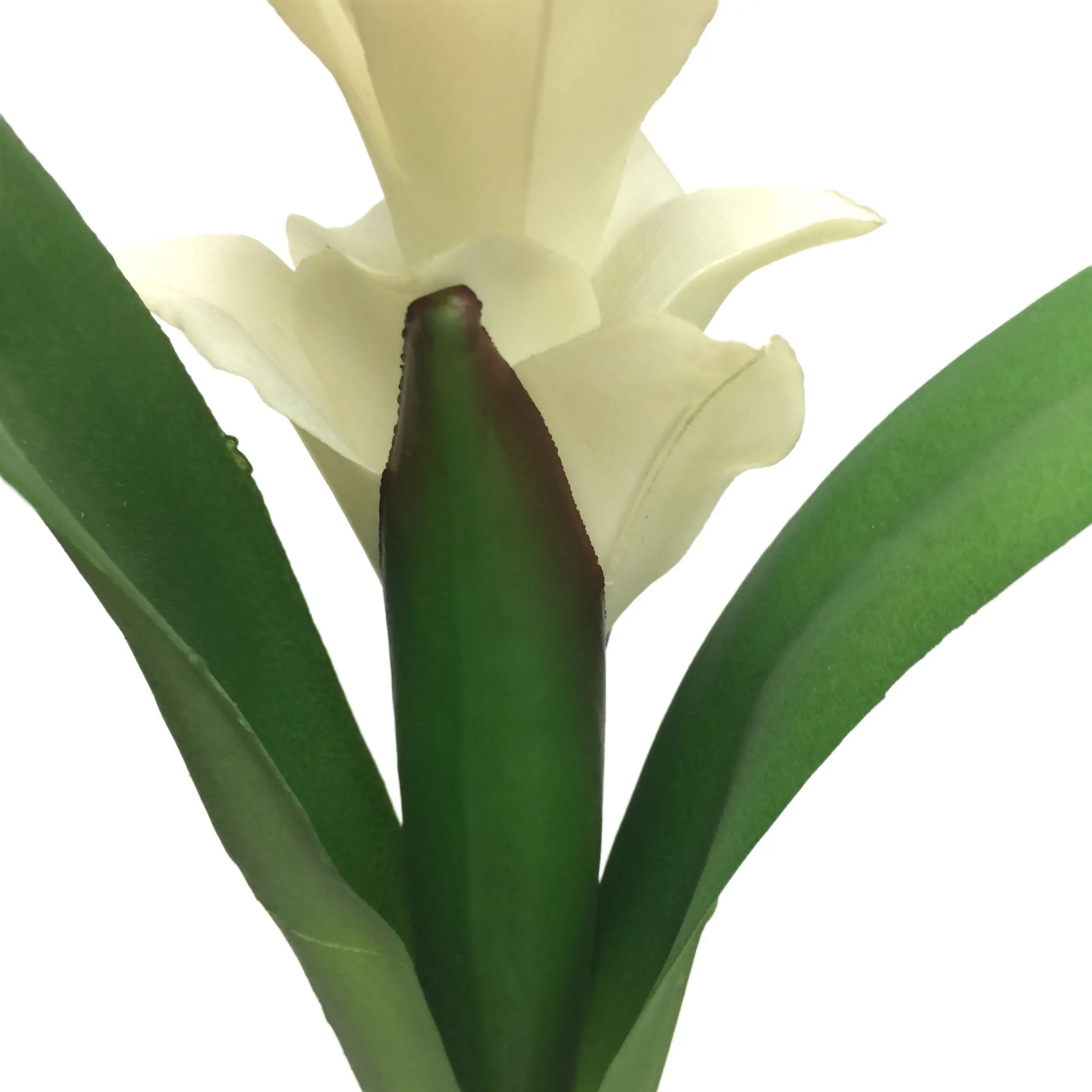 Expert Manufacturers of Natural Simulation Torchflower
