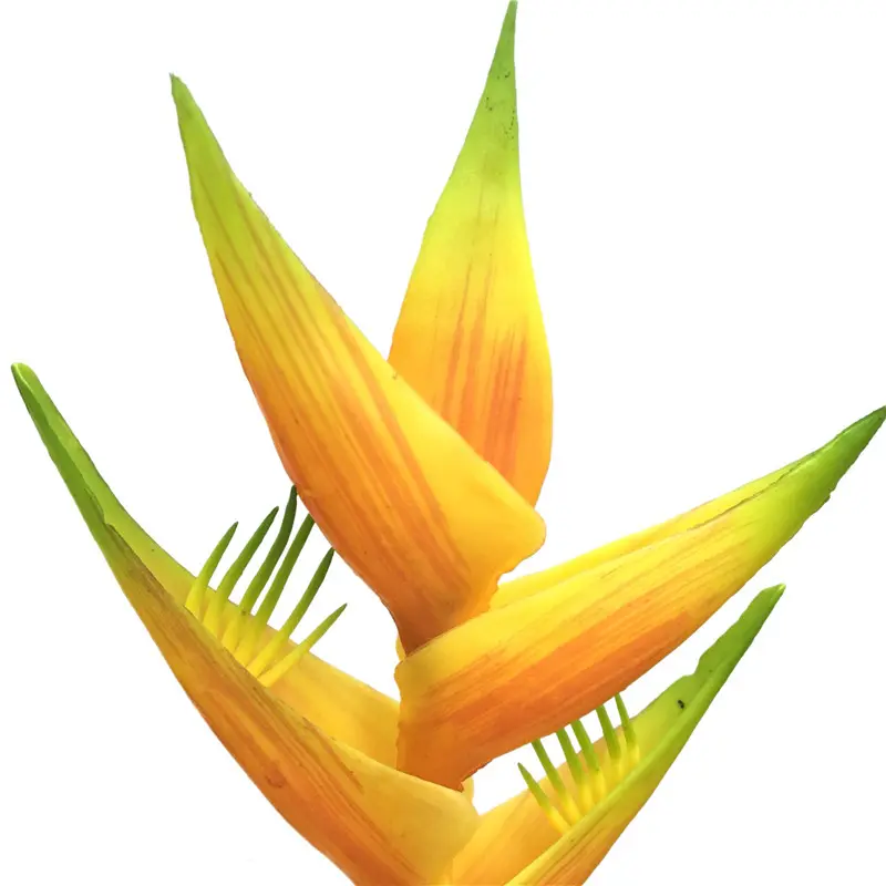 Fire Phoenix01ent