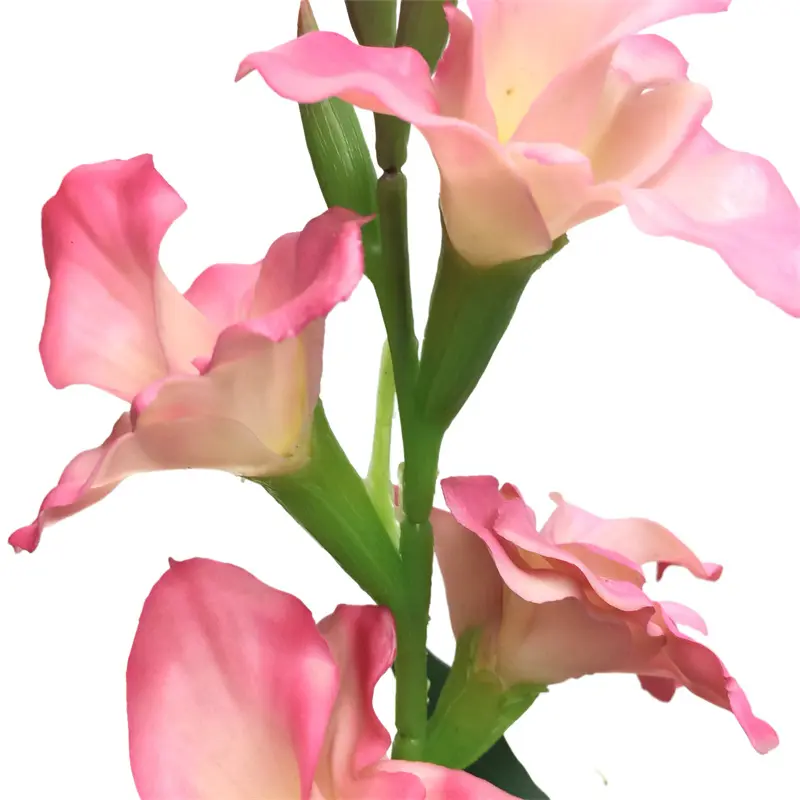 Ginger Flower Bonsai11 (5)2ke