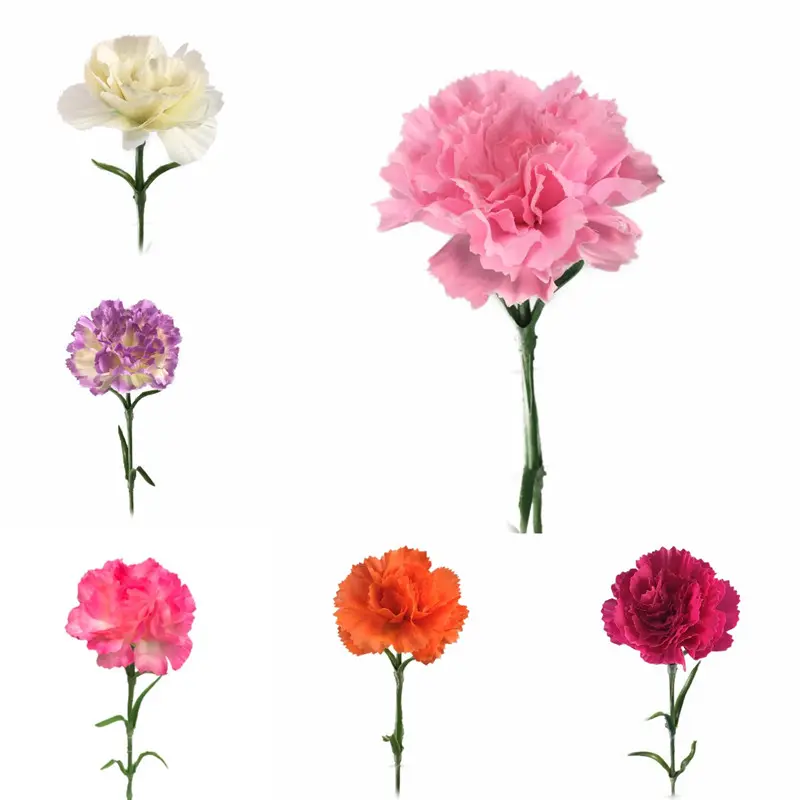 Manufacturer of High-Quality Simulation Carnations
