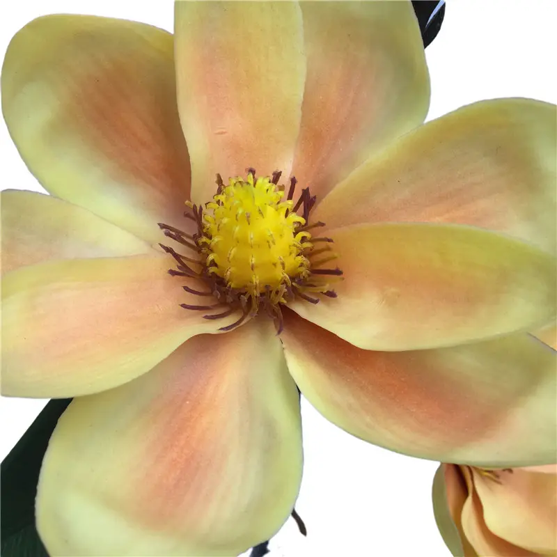 Direct Simulated Magnolia 6056 (1)lo0