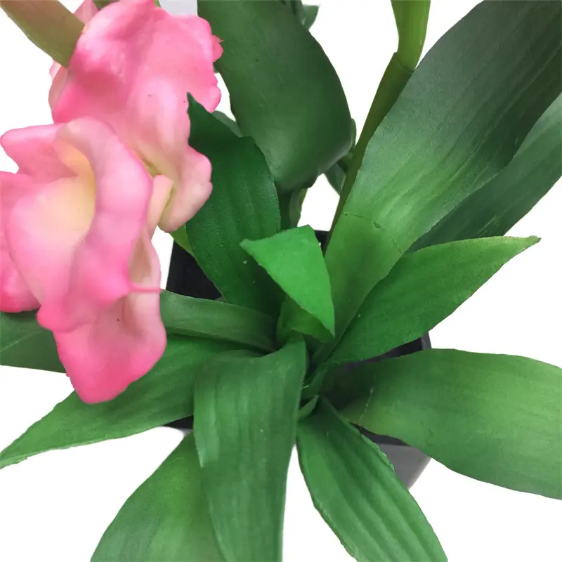 Ginger Flower Bonsai11 (4)m7c