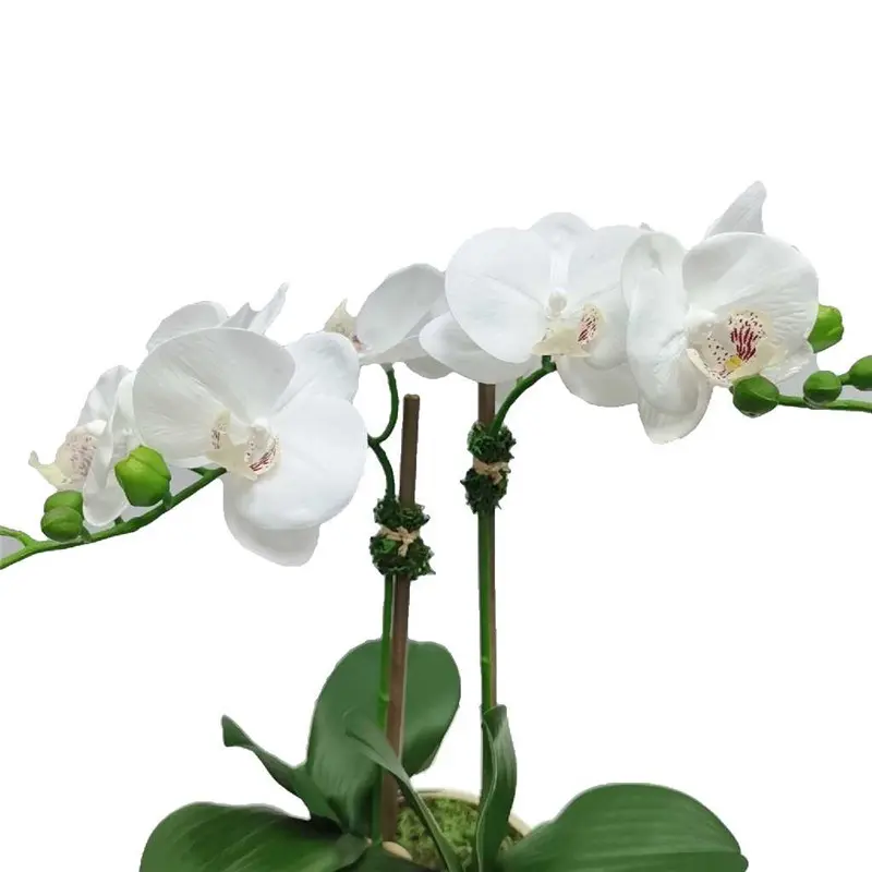 Factory Supplier of High-Simulation Phalaenopsis Bonsai034j9