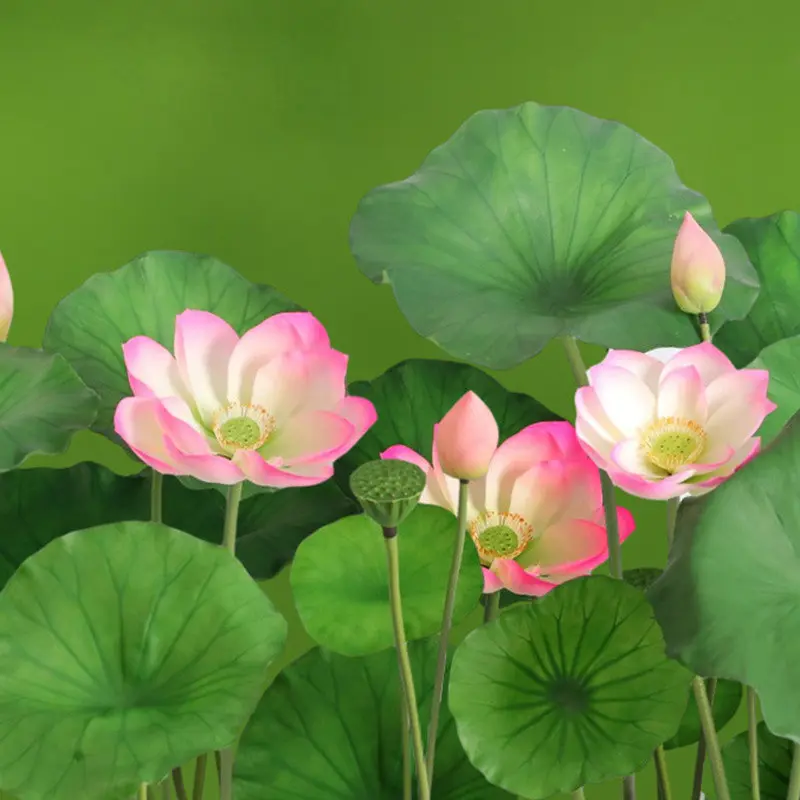 Lotus Flower Supplier for OEM