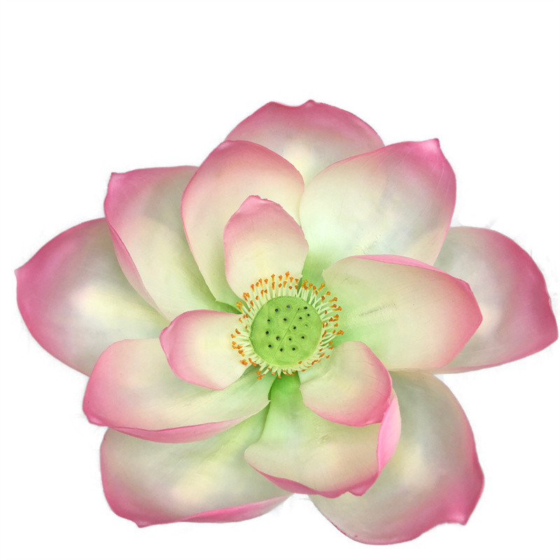 Lotus Flower Supplier for OEM20459m