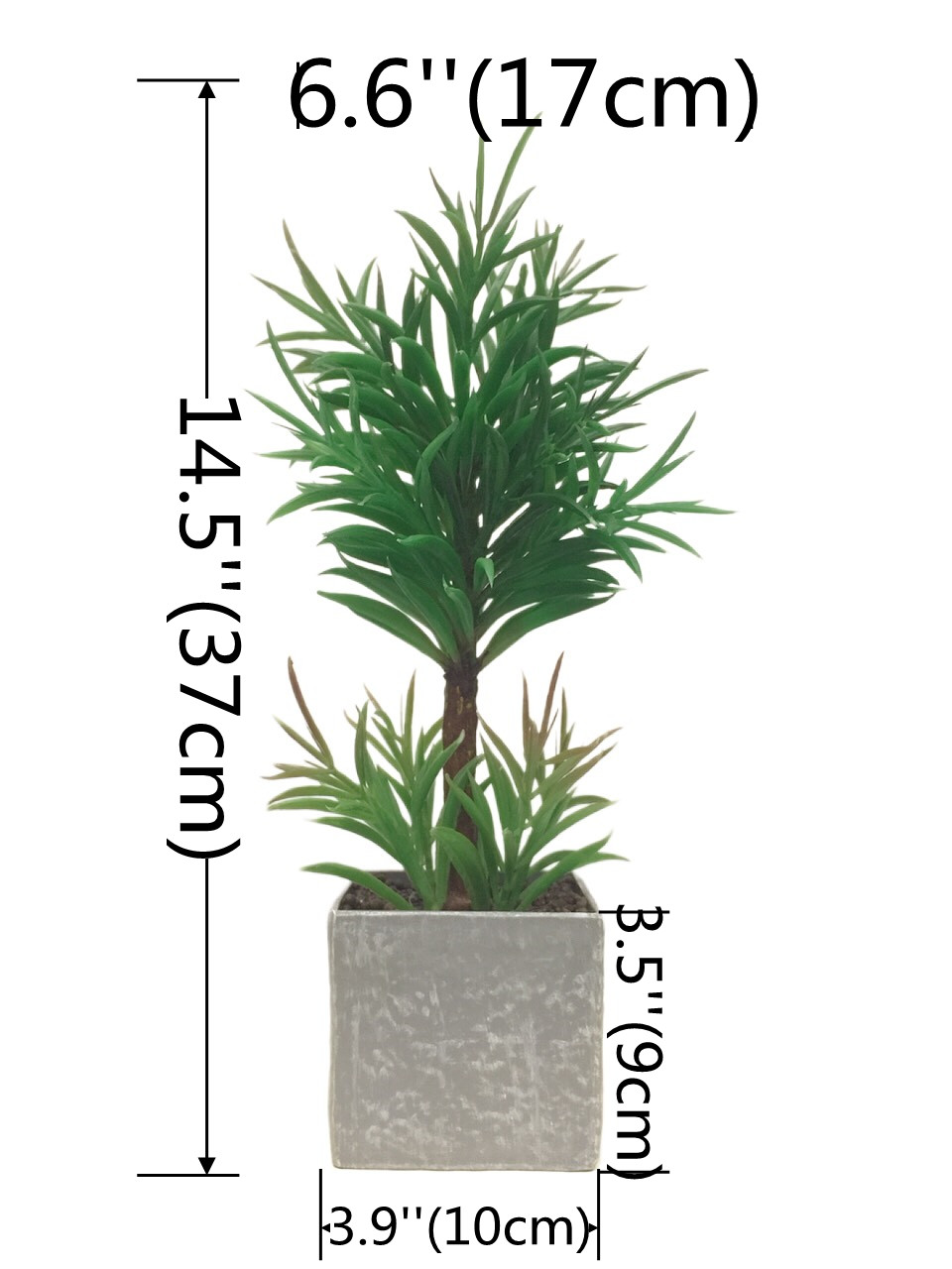 2195种盆罗汉松 _副本(1).jpg