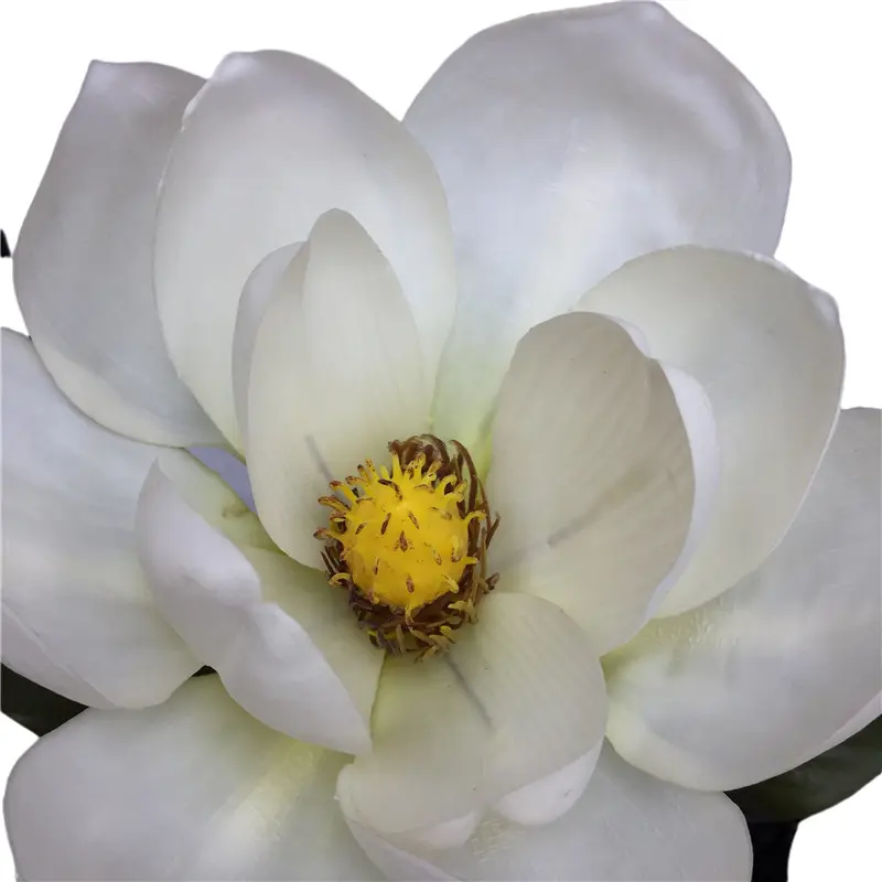 Direct Simulated Magnolia 6048 (2)ayg