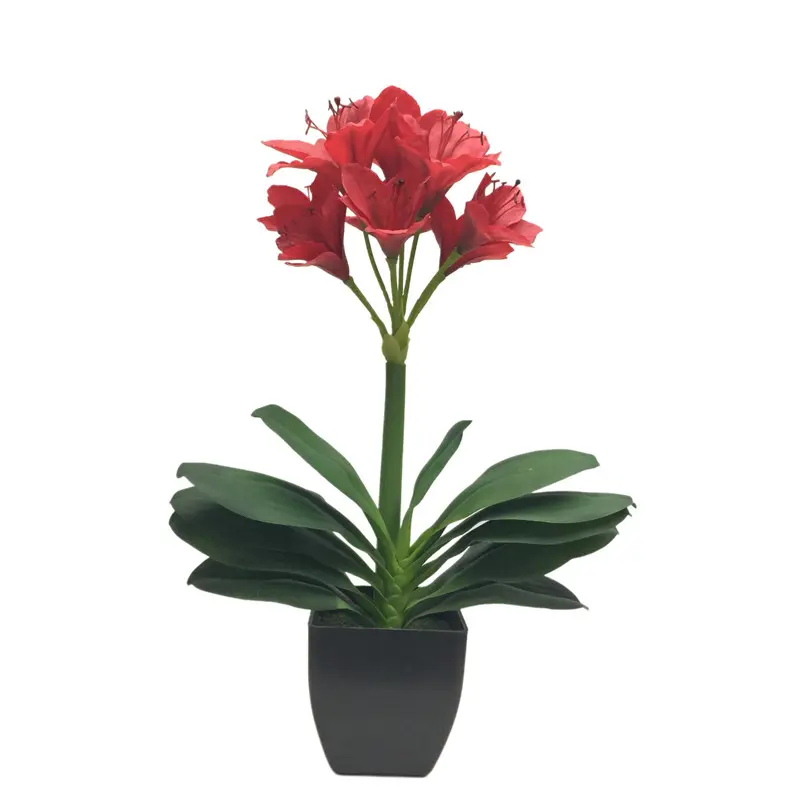 High-Quality Clivia miniata Bonsai for Factories