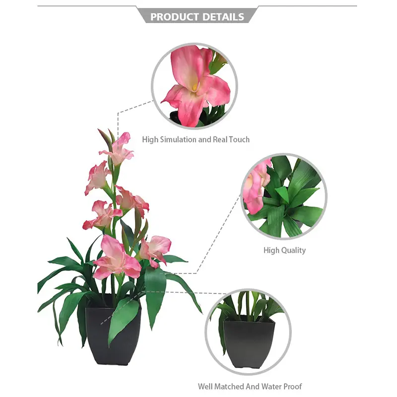 Ginger Flower Bonsai123ymy